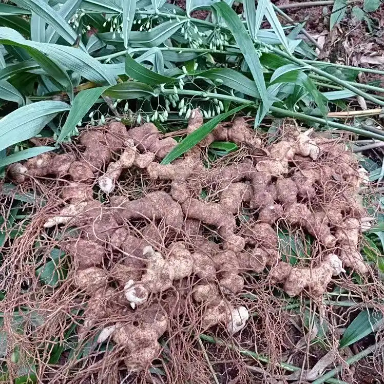 脾胃虚寒吃黄精的好处?巧用古法,温养脾胃不踩雷!
